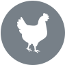 pollo